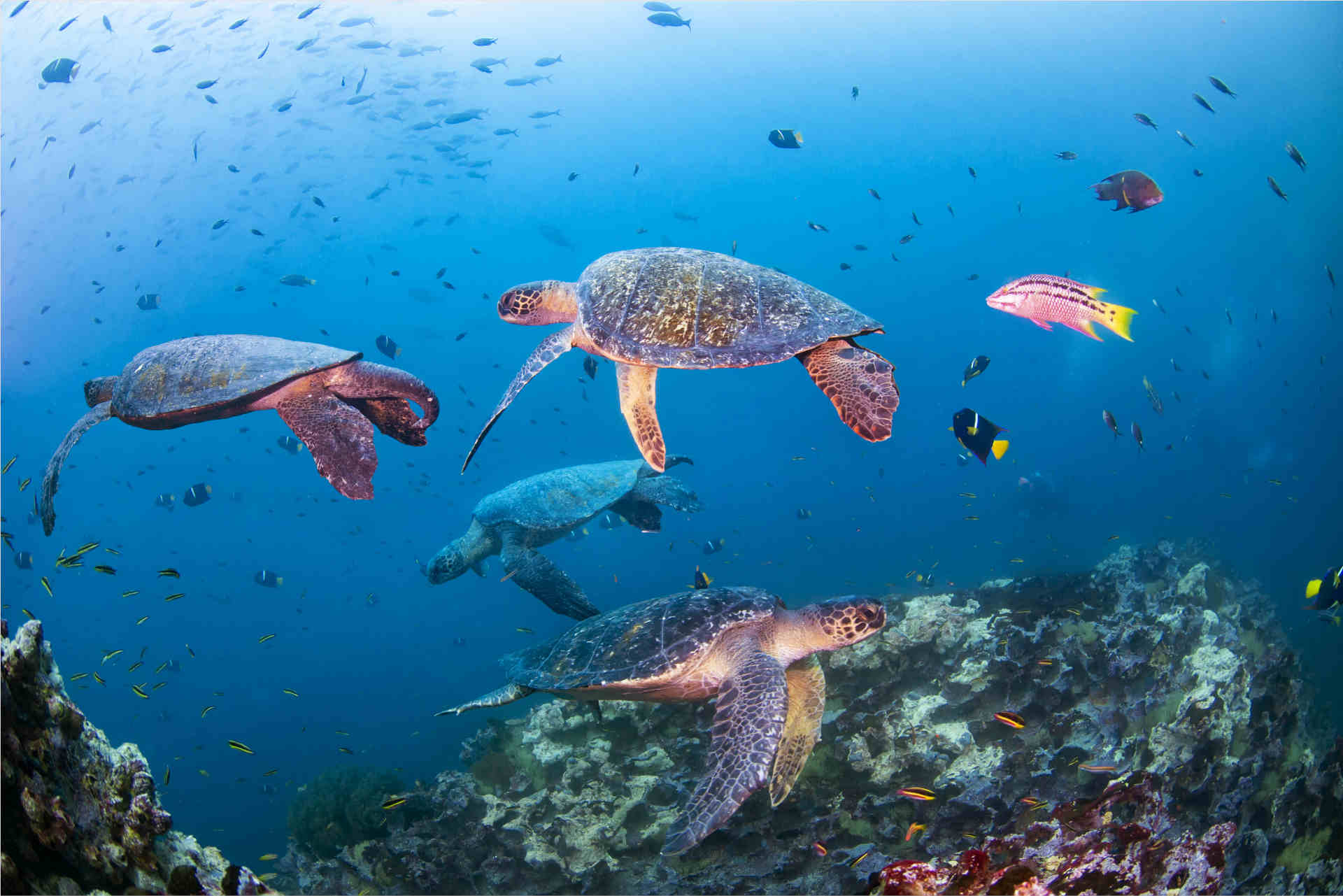 Meeresschildkröte in Galapagos, Ecuador, Foto beigestellt