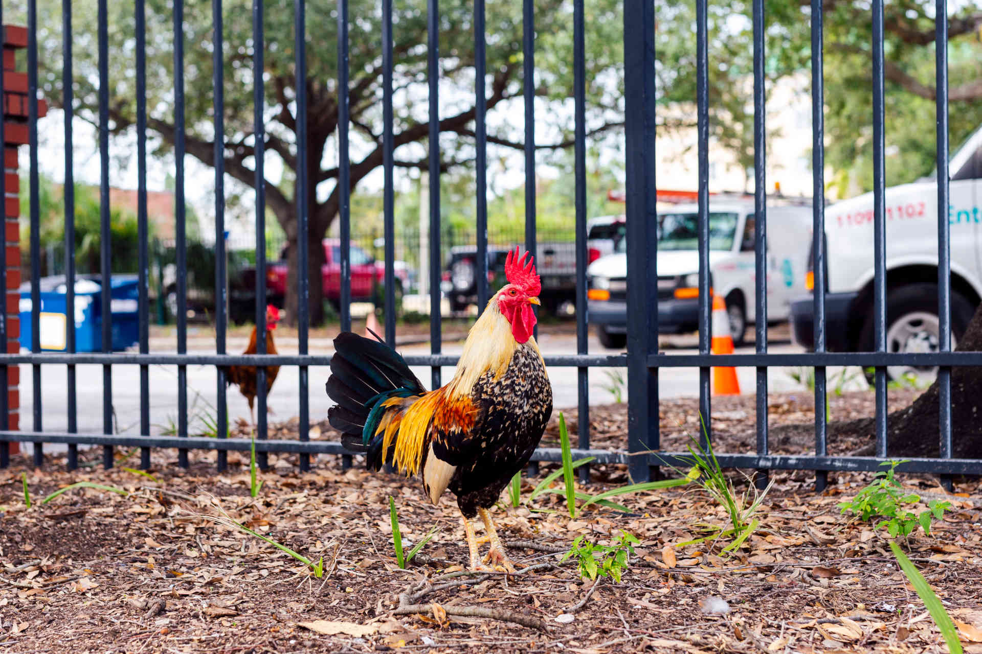 Ybor Rooster © Keir Magoulas / Visit Tampa Bay