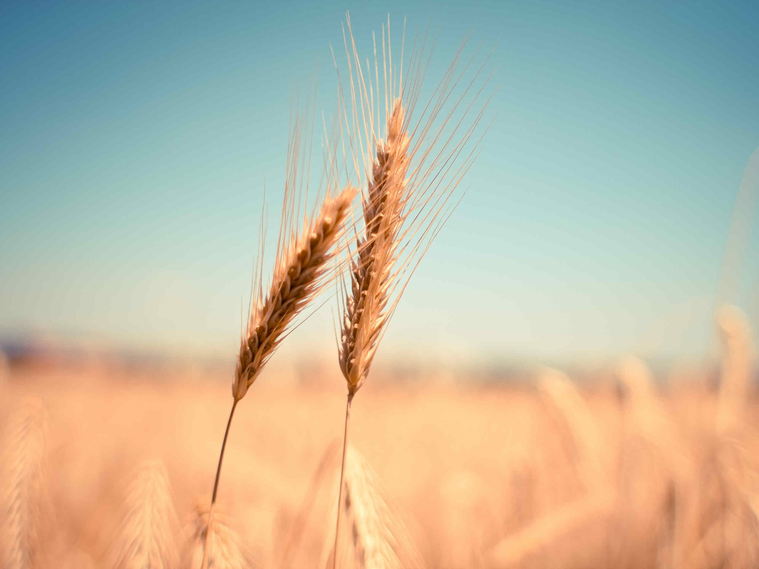 Wheat-beigstellt-2560