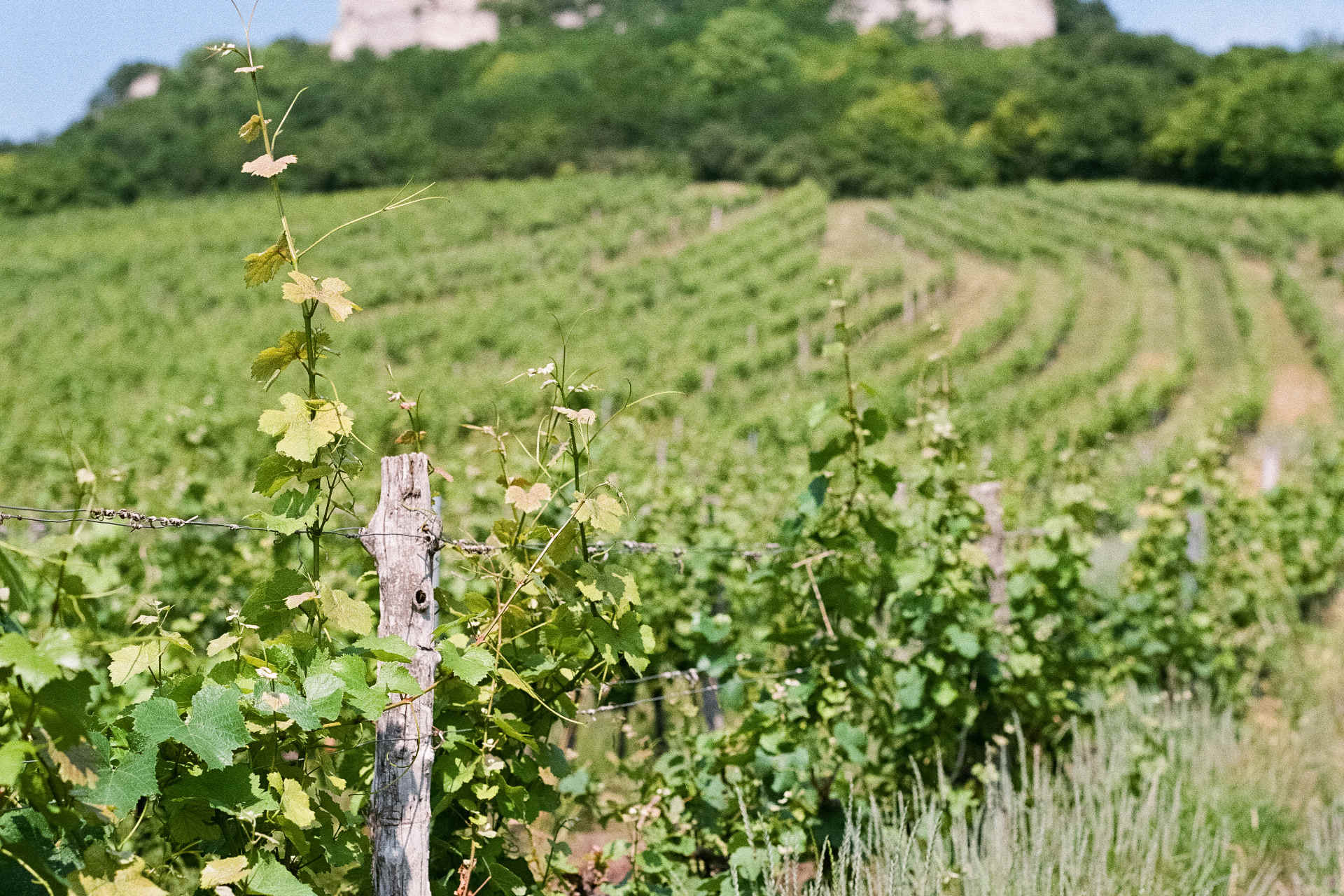 Die Reben des Weinguts Pesau. © Weingut Pesau