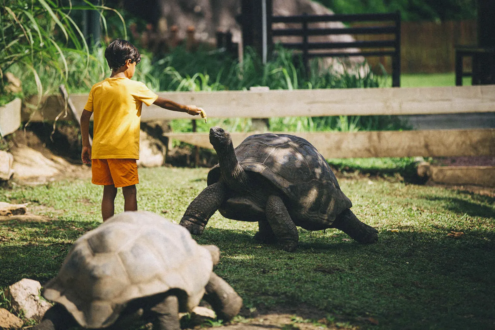 Aldabra-Riesenschildkröte © Raffles Seychelles