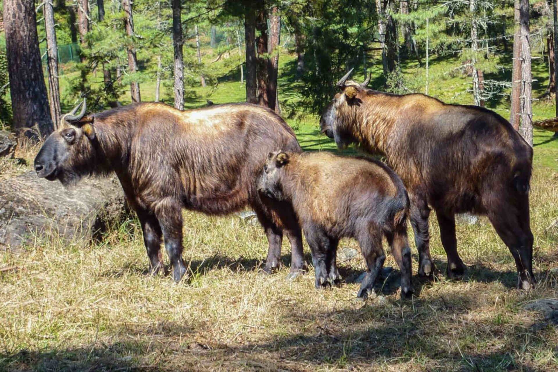 Takin in Bhutan, Foto beigestellt
