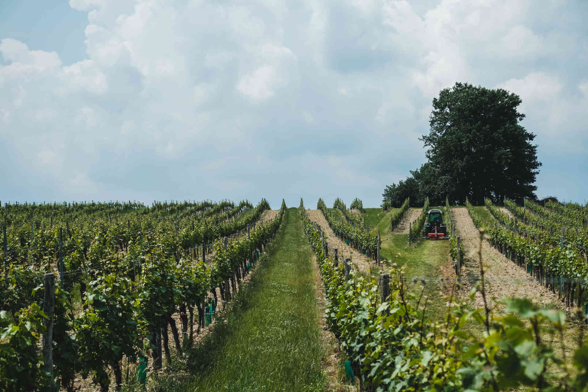 Reben © Weingut Kerschbaum