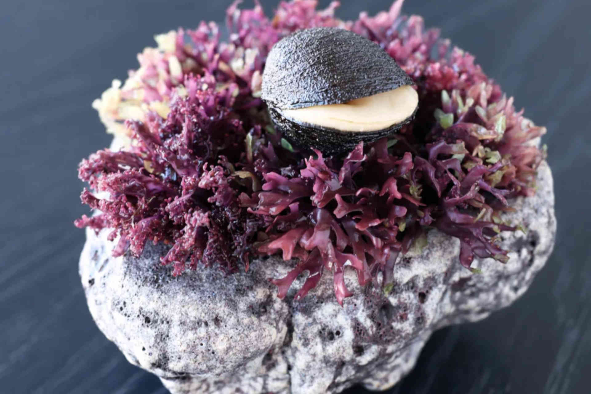 „Knuspriger Seeigel“ – Bottarga – Sanddorn © Helge Kirchberger Photography