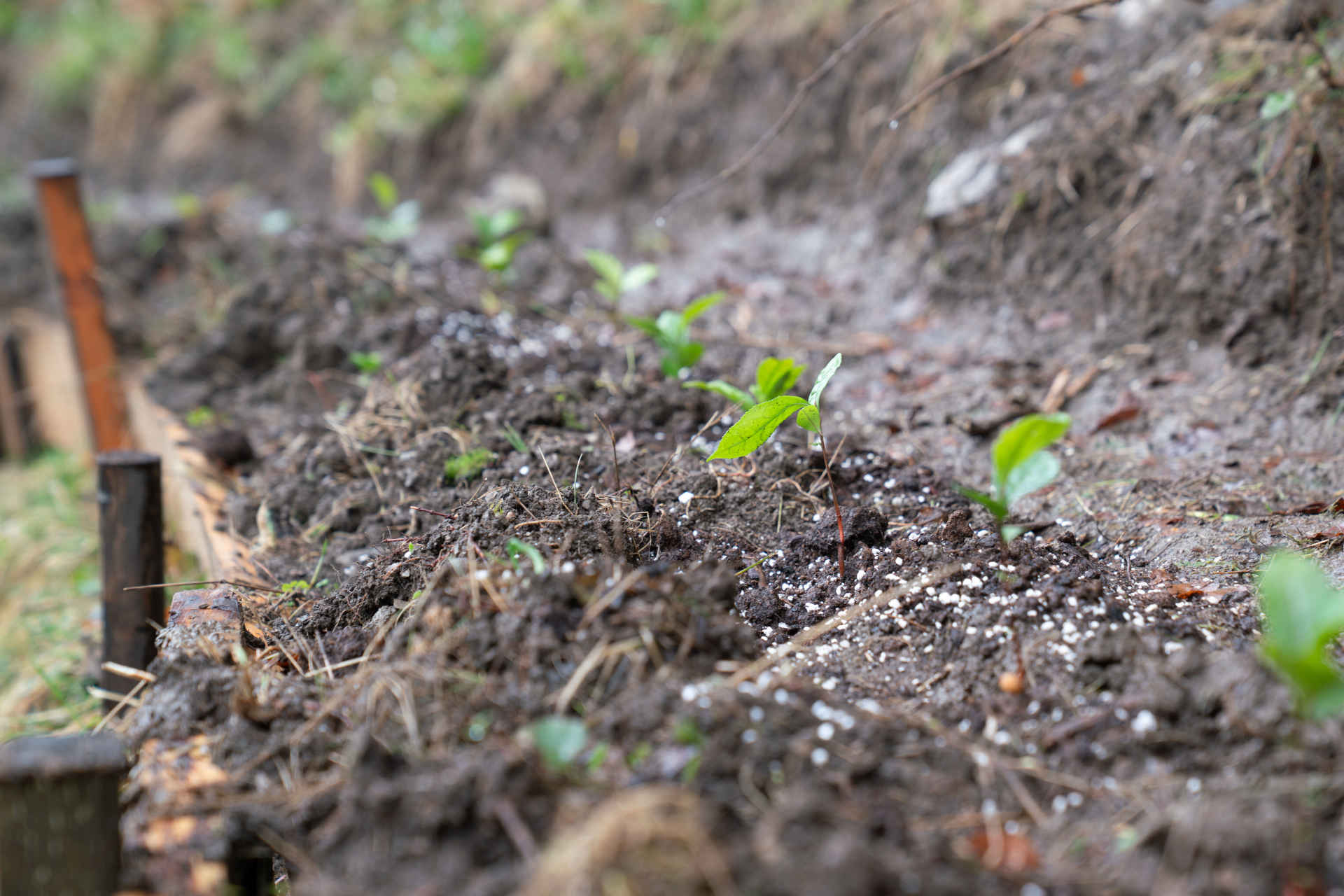 Die Teepflanze „Camellia sinensis“. © zweibaum