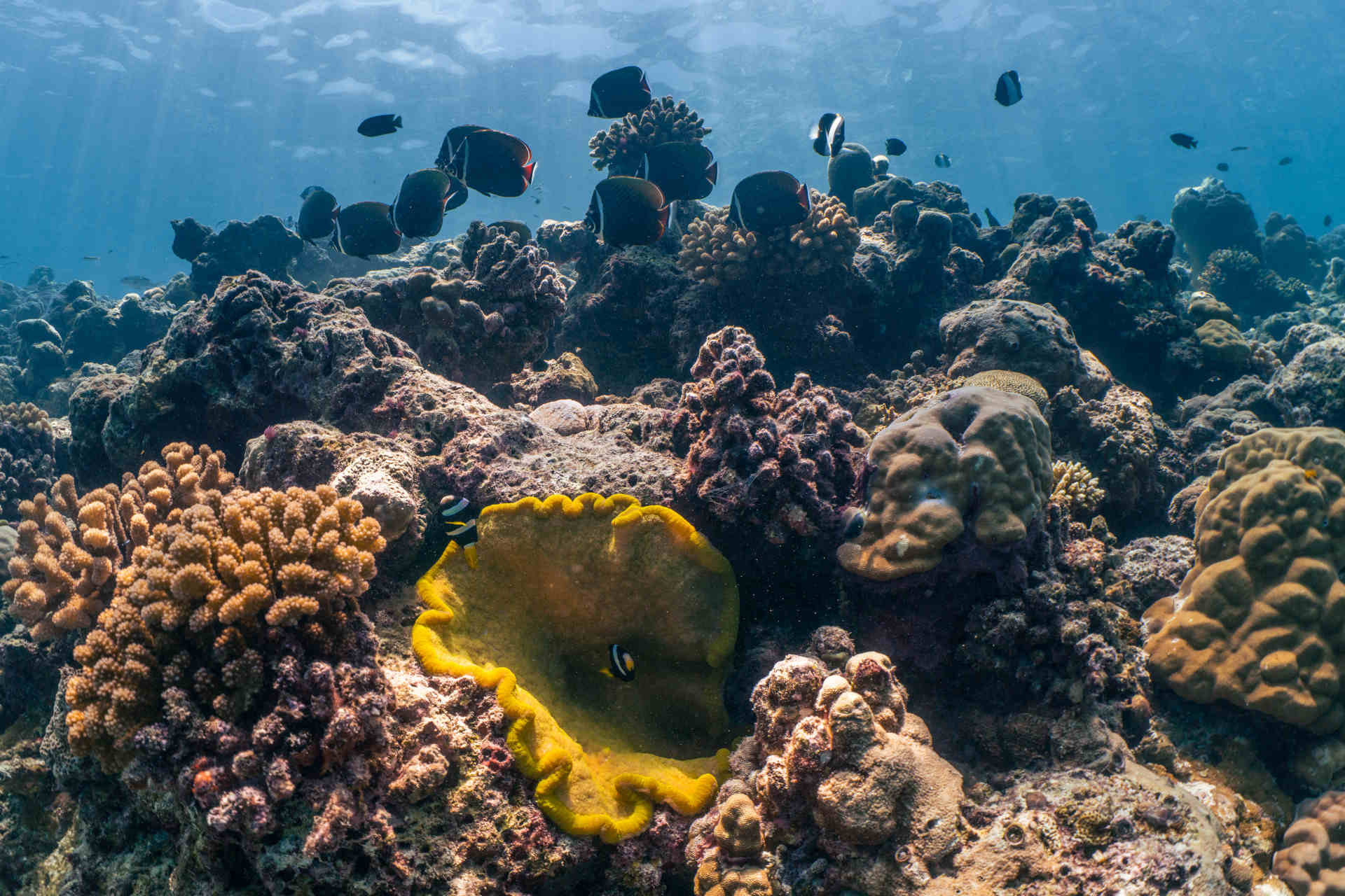 Korallenriffe © Patina Maldives